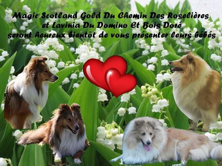 Des Roselières Armoricaines - Chiot Shetland fauve disponible 