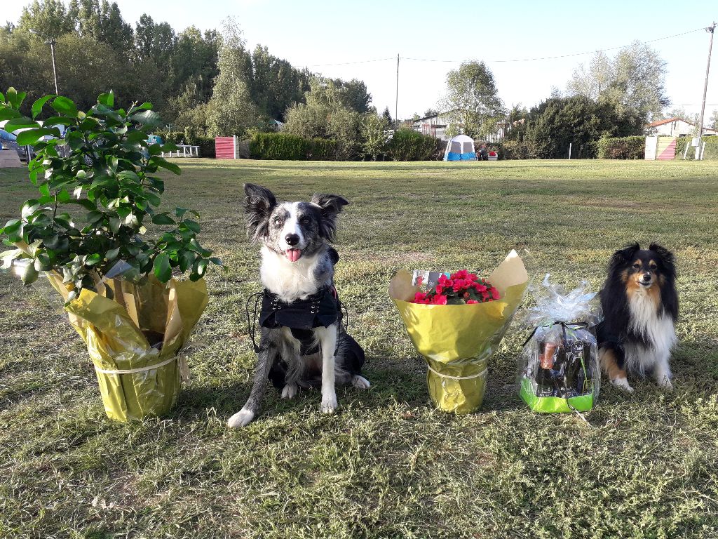 Des Roselières Armoricaines - Concours d'agility