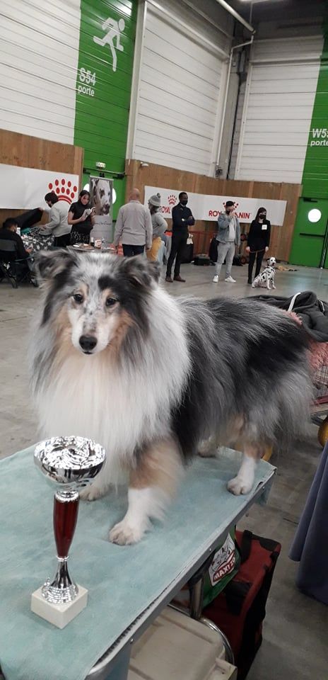 Paris Dog Show